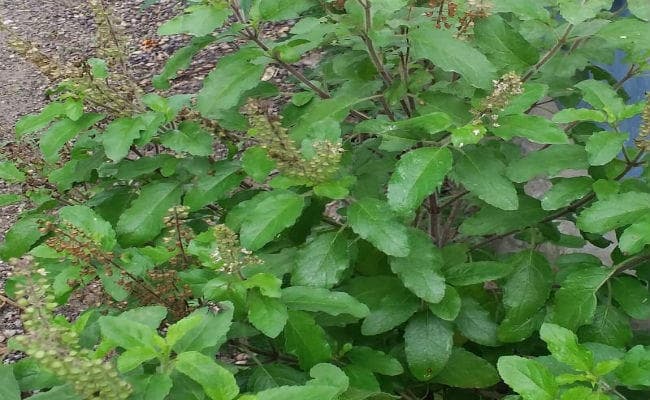 पश्चिम बंगाल के तूफानगंज के 73 गांव तुलसी ग्राम घोषित