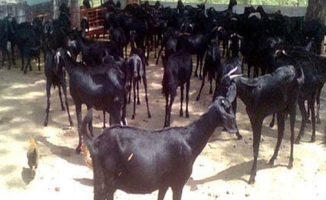 सूखे की मार झेल रहे उस्मानाबाद के किसानों के लिए ‘संजीवनी'' बनी बकरियां, दूध से साबुन बनाकर जला रहे चूल्हा