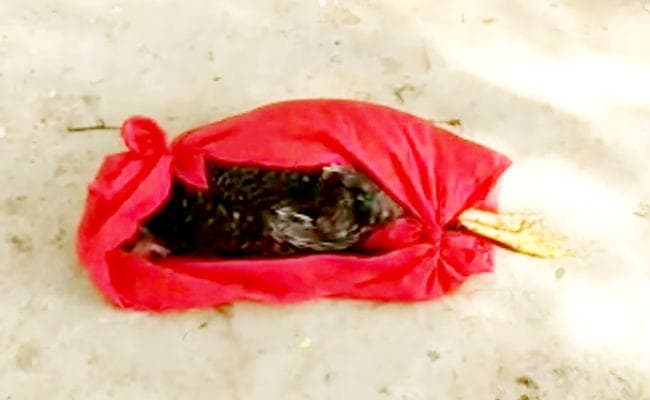 मुर्गे की मौत पर सात लोगों पर प्राथमिकी, हत्यारे को तलाश रही पुलिस, हुआ पोस्टमार्टम, …जानें मामला?