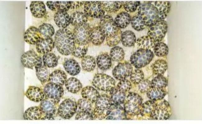 तस्करी: बंगाल से बांग्लादेश के रास्ते साउथ एशिया के कई देशों में पहुंचाये जाते हैं भारतीय कछुए