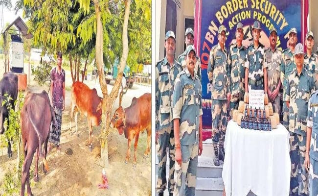 तस्करी: बीएसएफ ने ड्रग्स व पशु तस्करों पर कसा शिकंजा