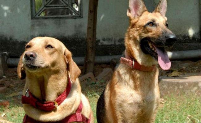 ड्रग्स तस्कर के कुत्तों ने पुलिस के पसीने छुड़ाये