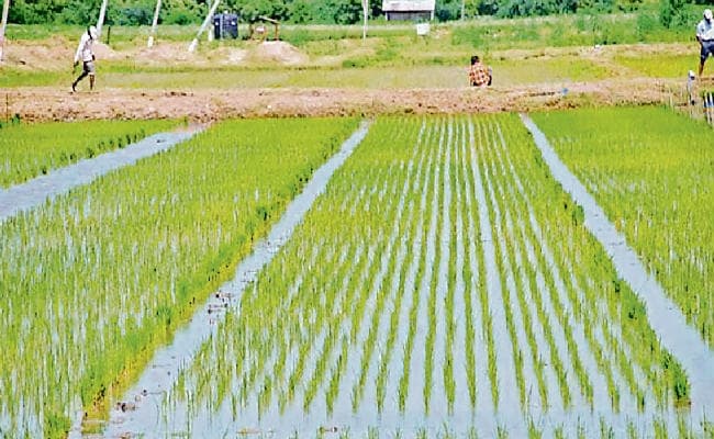 बिहार में ऑनलाइन दाखिल-खारिज फिर से शुरू, 30 दिन बाद राज्य के सभी खेतों को पानी