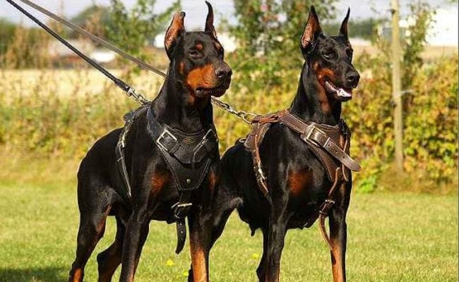 पश्चिम बंगाल : प्रशासन के गले की हड्डी बने ड्रग्स तस्कर के पालतू कुत्ते