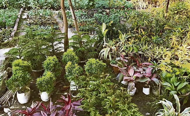 जल-जीवन-हरियाली मिशन : सभी प्रखंडों में खुलेगी निजी  नर्सरी, सरकार देगी सुविधा, नहीं होगी पौधों की कमी