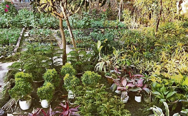 पटना :4 साल बाद पौधारोपण का लाभ मिलेगा, बदलेगी आबोहवा