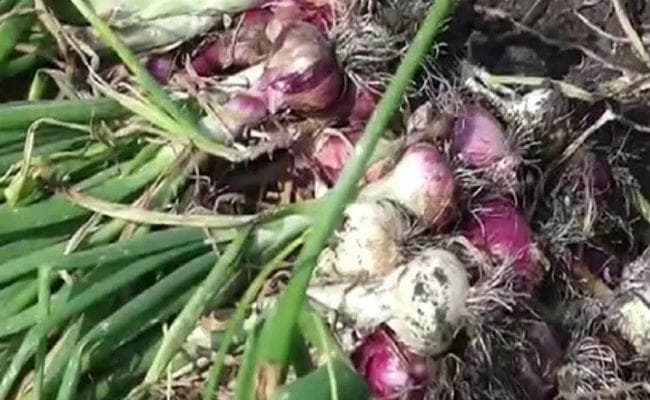 OMG: खेत खोदकर छह क्विंटल प्याज उड़ा ले गये चोर