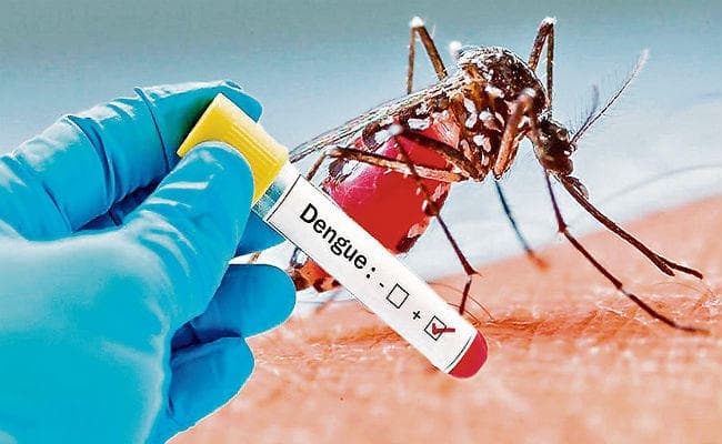 बचाव ही है डेंगू का सफल इलाज