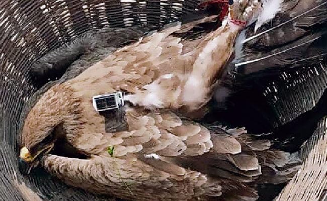 शिवहर में जीपीएस लगा बाज मिला, जांच शुरू