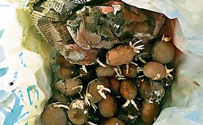 रांची : आंगनबाड़ी केंद्रों के लाभुकों को दिये जा रहे सड़े व अंकुरित आलू, स्वास्थ्य के लिए घातक