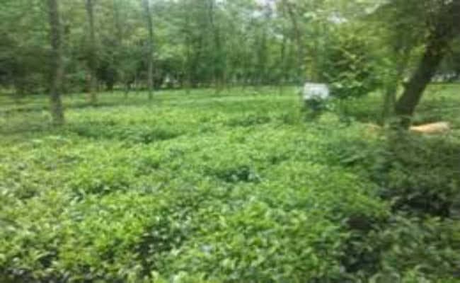 विश्व चाय दिवस : मूलभूत सुविधाओं से वंचित श्रमिक