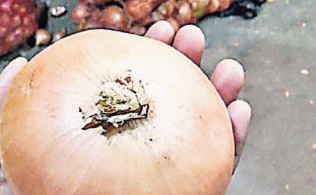 रांची : पंडरा बाजार में 95 रुपये किलो मिल रहा तुर्की का प्याज