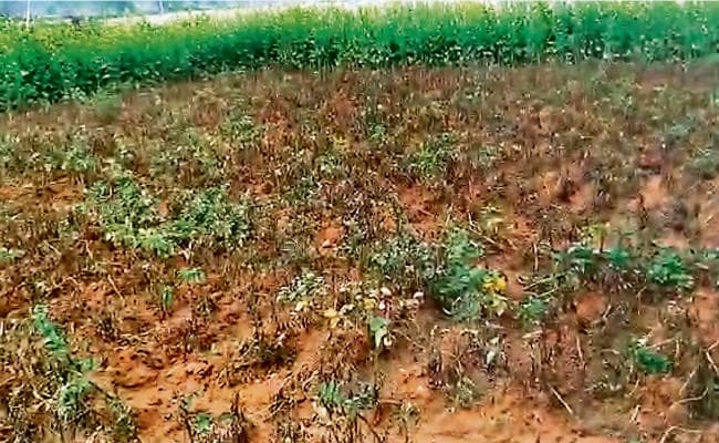 कुहासे की मार से आलू की फसल बर्बाद, किसान परेशान