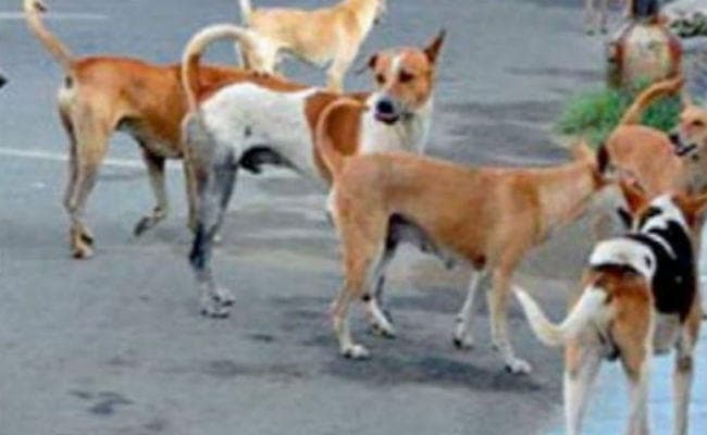 सासाराम में पागल कुत्ते ने आधे दर्जन बच्चों को काट कर किया घायल, लोगों में दहशत