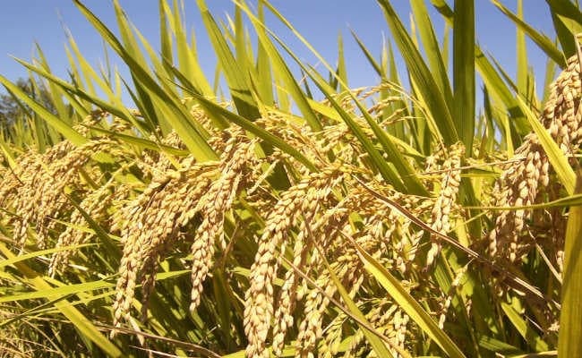 अब तक 10303 मीटरिक टन धान की खरीद