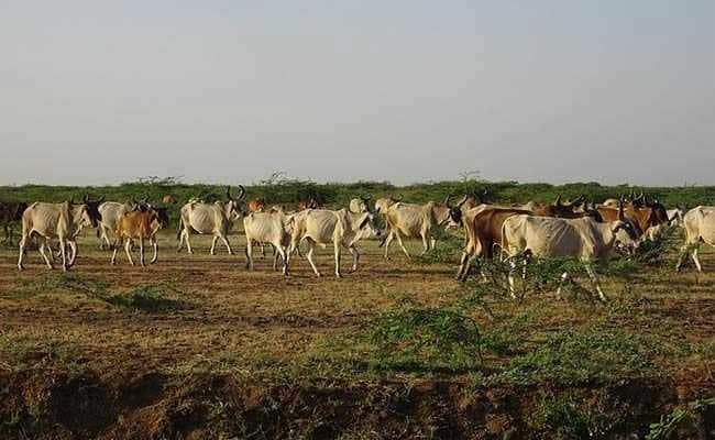 सूअर की संख्या घटी, गाय और भैंस की बढ़ी