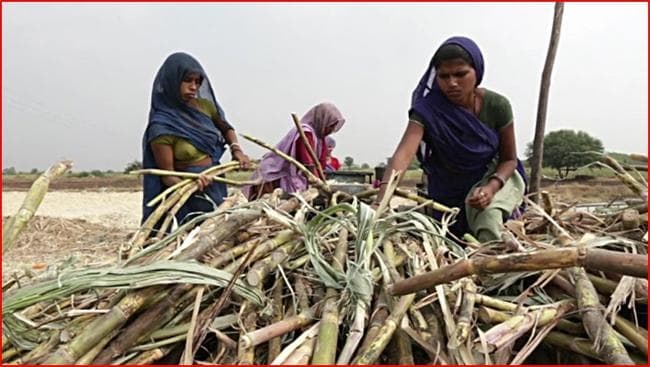 महाराष्ट्र में गर्भाशय निकालवा रही हैं महिलाएं, जानें पूरा मामला