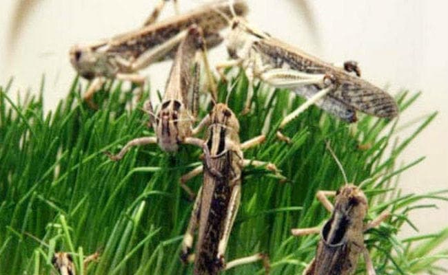 पाकिस्तानी टिड्डियों के हमले से गुजरात में फसलों को नुकसान, किसानों को मुआवजा देगी सरकार
