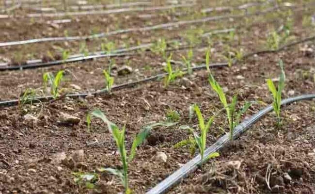 ड्रिप सिंचाई के क्षेत्र में जिले भर के किसान बढ़ाने लगे हैं कदम