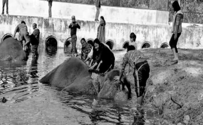 बंगाल सफारी पार्क : पांच सौ रुपये देकर हाथी को नहलाने का लीजिए आनंद