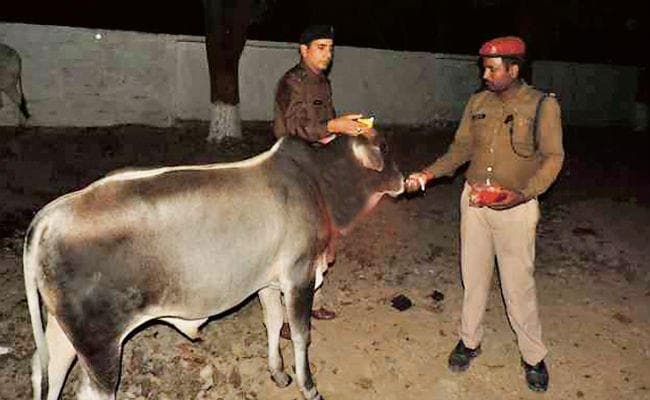आज से लावारिस गायों को गोद लेगी यूपी पुलिस