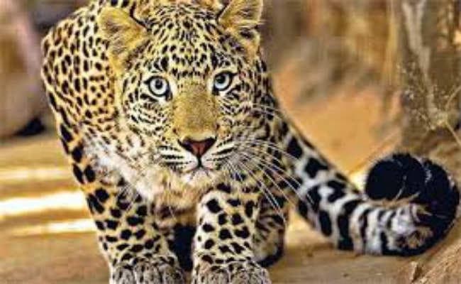 सिलीगुड़ी : तेंदुए के बाहर आने पर बंद कर दिया बंगाल सफारी पार्क