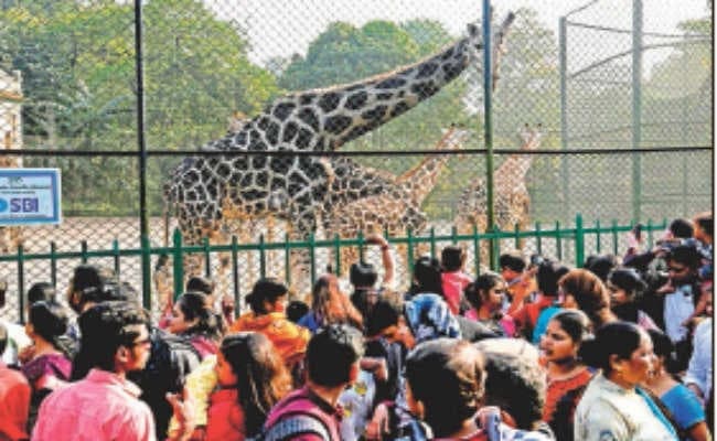 कोलकाता : चिड़ियाघर में आया जिराफ का नन्हा मेहमान