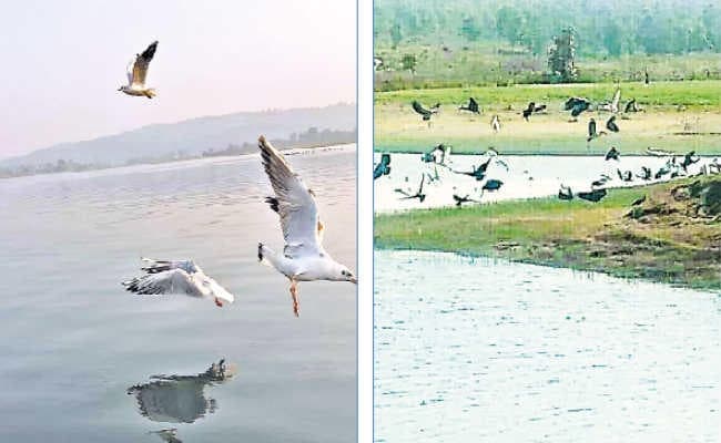जिले में साइबेरियन पक्षियों का आगमन बना आकर्षण का केंद्र