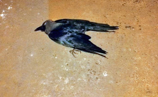 पटना : आर्ट कॉलेज में तीन पक्षी फिर मरे, चार दिनों के लिए कॉलेज बंद, आज फिर जांच को आयेगी टीम