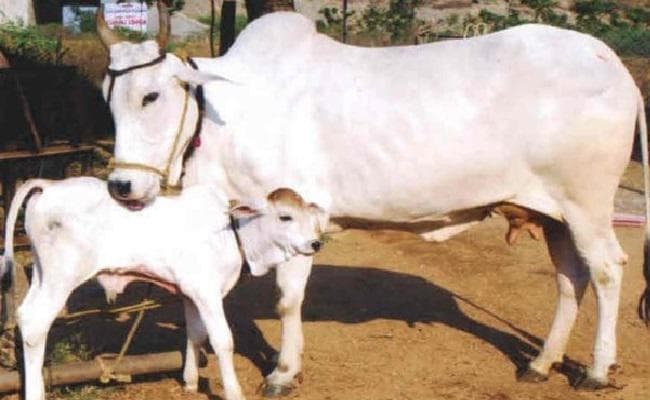 Aligarh News: निराश्रित गोवंश के लिए अलीगढ़ में शुरू हुआ 'भूसा दान अभियान', ऐसे करें दान