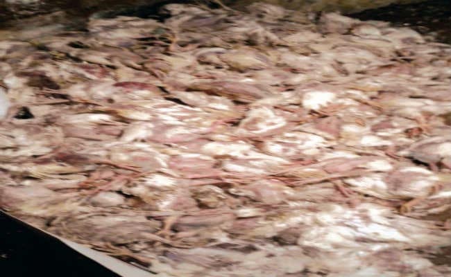 बिक्रम में 2700 मुर्गियां, मसौढ़ी में 12 कौए मरे, पशुपालन विभाग की जांच टीम पहुंची