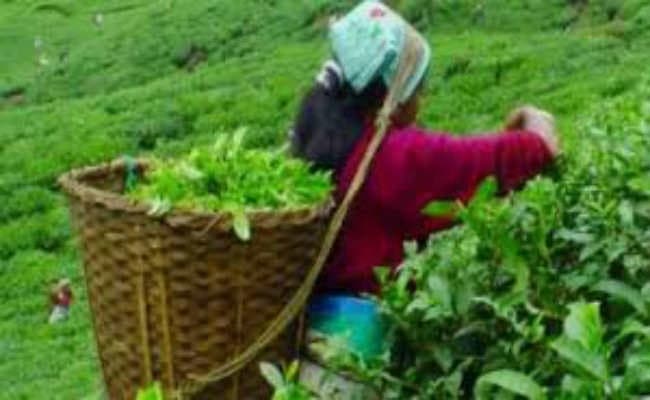 नागराकाटा :   सात जनवरी से चेंगमारी बागान का खुलना तय, 6500 स्थायी व अस्थायी श्रमिकों में खुशी