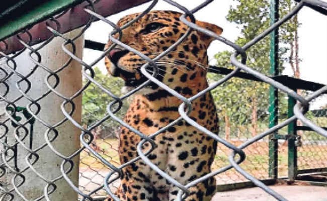 सिलीगुड़ी :  चार दिनों के बाद अपने बाड़े में लौटा तेंदुआ