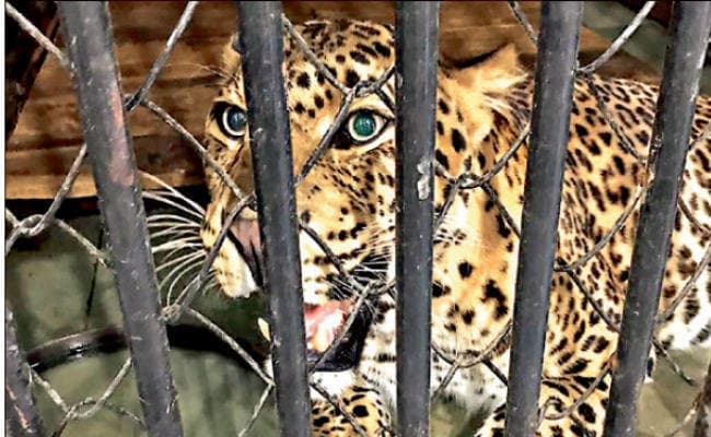 बंगाल सफारी में जमकर दावत उड़ा रहा तेंदुआ