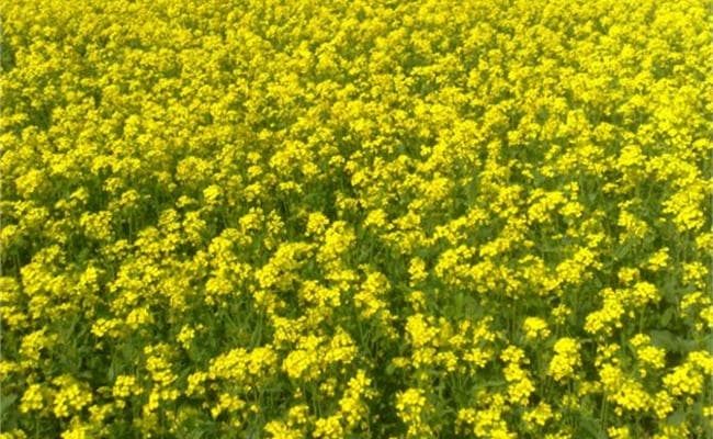 चंबल में बिखरी कश्मीर की वादियों जैसी रौनक