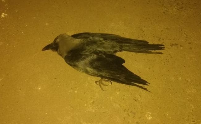 बर्ड फ्लू : बिहार में 60 से अधिक कौए की मौत