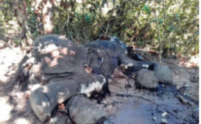 कालिम्पोंग: दो हाथियों के शव मिले