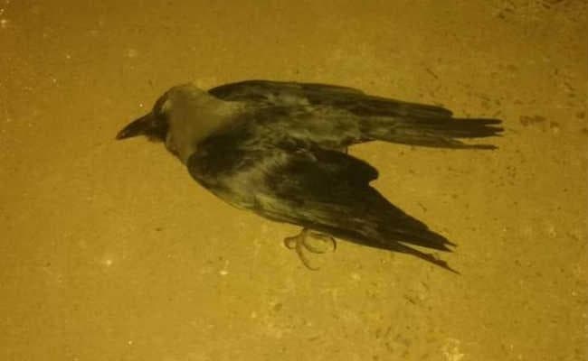 सकरा : कौओं की मौत, बर्ड फ्लू की आशंका से सहमे लोग