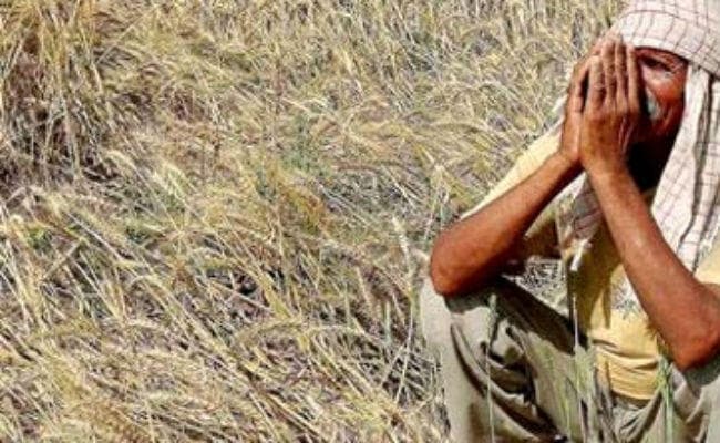 सुखाड़ से फसलें हुई प्रभावित, झारखंड के 18 लाख कृषकों पर 9,892 करोड़ का लोन, किसानों को मदद की आस