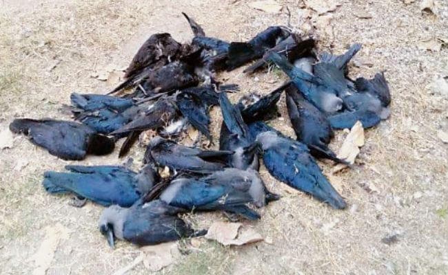दानापुर में एक दर्जन से अधिक कौओं की मौत, आज भी बंद रहा संजय गांधी जैविक उद्यान