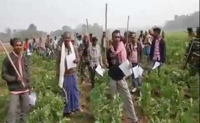 चतरा : पांच सौ एकड़ में लगी अफीम की खेती को टीपीसी संगठन ने किया नष्ट