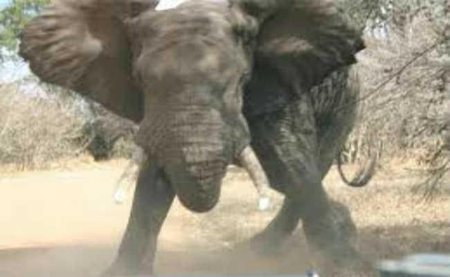 हाथियों ने आंगनबाड़ी केंद्र पर किया हमला, खेतों में घुसकर आलु व बंदागोभी को पहुंचाया नुकसान