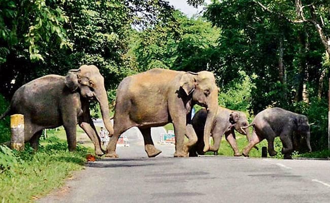 रांची : हाथी-मानव द्वंद कम करने के लिए हो रहा रिसर्च, पिछले 10 साल में करीब 600 लोगों को मार चुके हैं हाथी