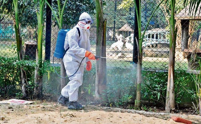 बांका में एकत्रित नमूने में बर्ड फ्लू का संक्रमण मिला