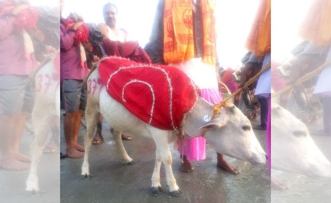 गंगासागर स्नान : मोक्षनगरी में रोजी-रोटी बनी गो-दान की परंपरा