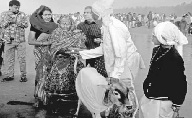 सागरद्वीप : मोक्षनगरी में रोजी-रोटी बनी गो-दान की परंपरा, किराये की गाय से बाबा संग बिटिया भी करा रही गोदान