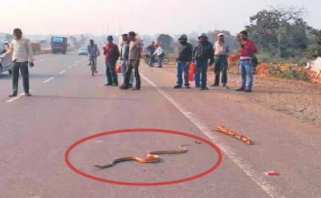 सीतारामपुर : सांप पहुंचा एनएच दो पर, वाहन परिचालन रूका
