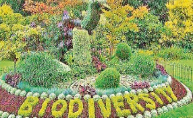 देवघर :  बन रहा डिगरिया पहाड़ पर बॉयो डाइवर्सिटी पार्क