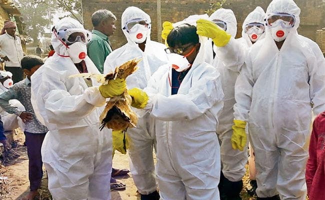 बर्ड फ्लू : बांका में नाकाबंदी कर मारे गये 266 पक्षी