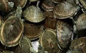 दुर्गापुर : डाउन दून एक्सप्रेस से 22 बोरा कछुआ बरामद